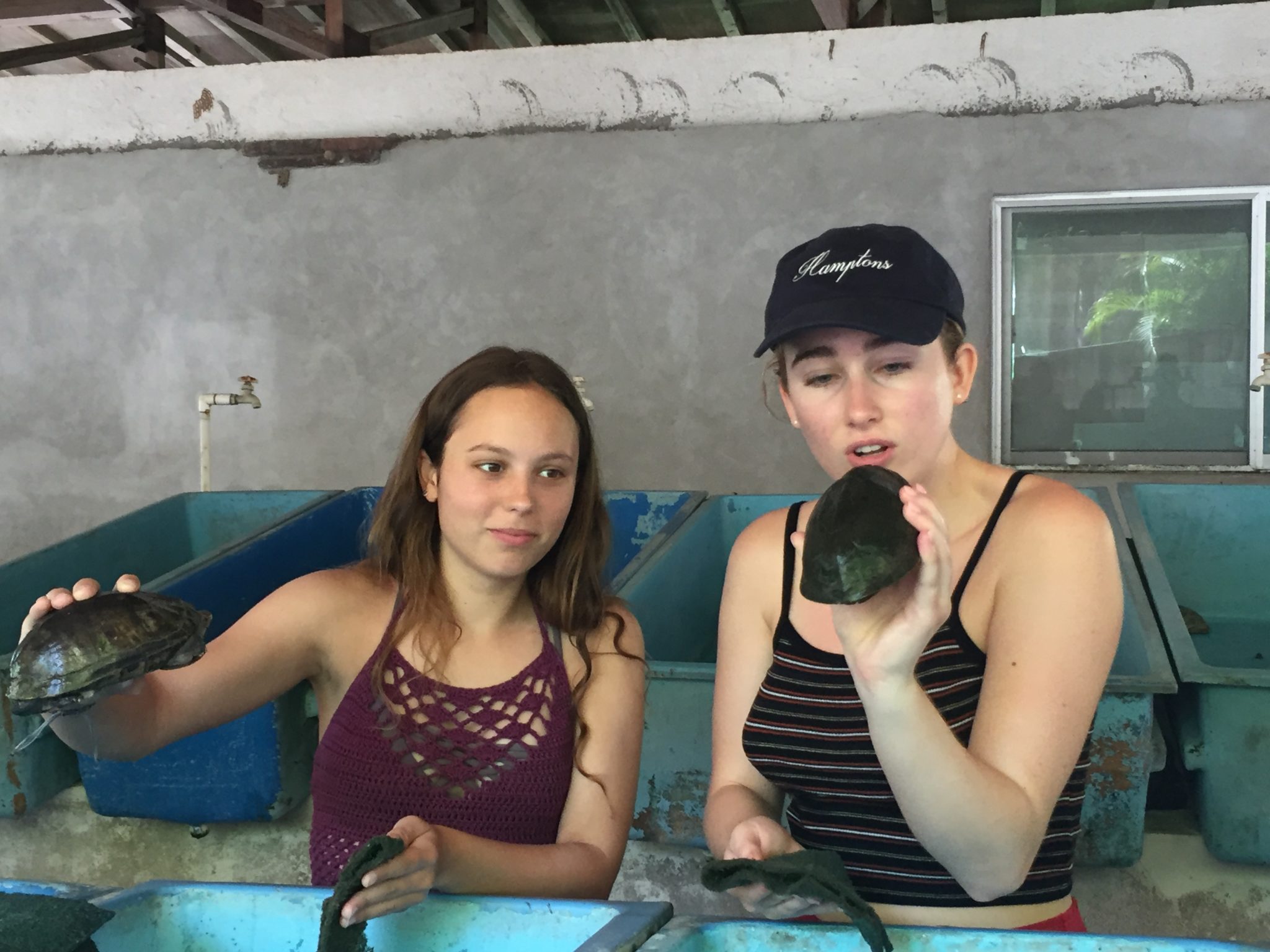Scrubbing Sea Turtles!! Watch Out, They Bite!