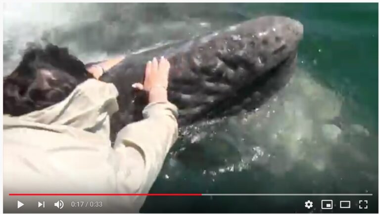Mama Whale Giving Us Her Baby!